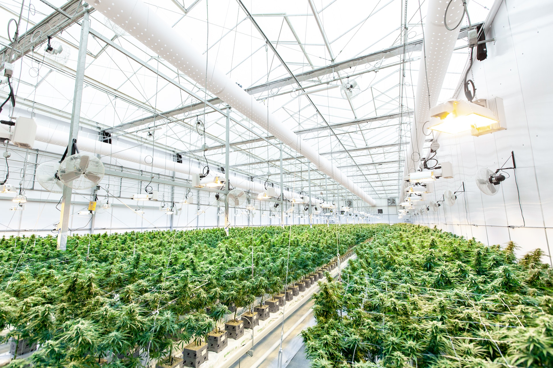 Electroculture Farming of cannabis