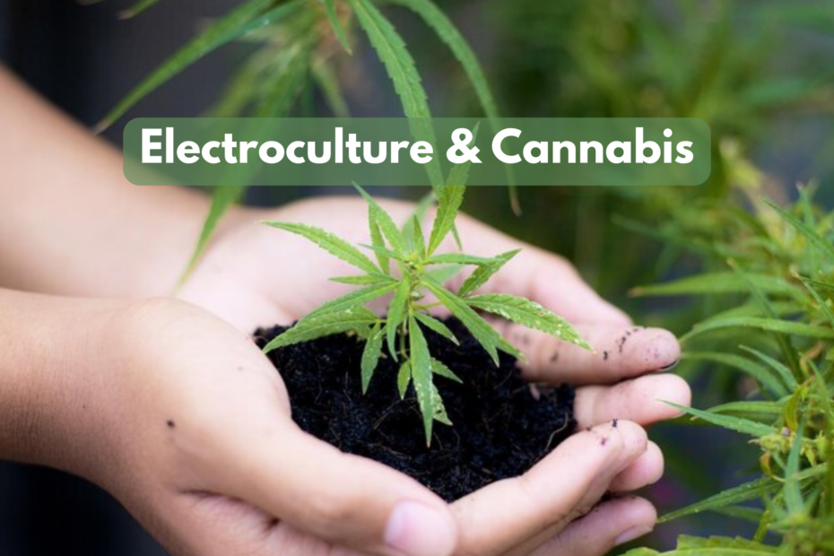 Electroculture Cannabis