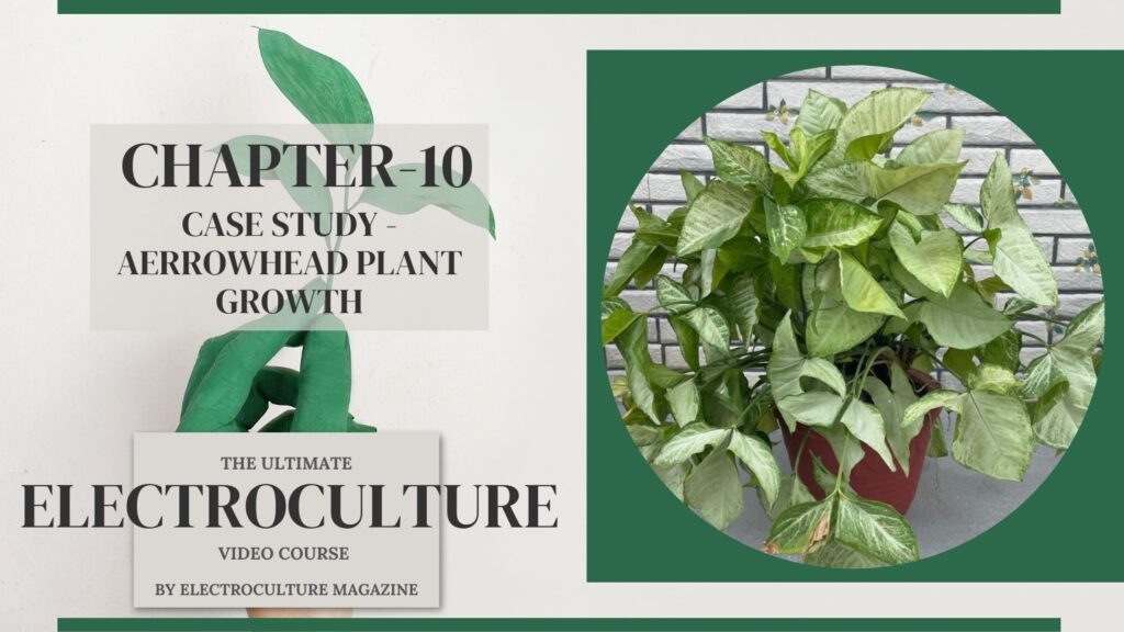 Chapter 10: Case Study - Arrowhead Plant Growth
