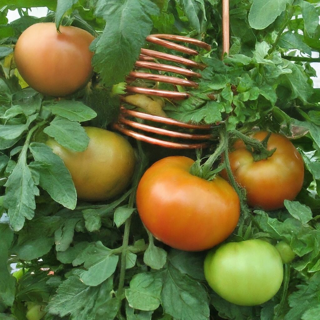 Tomatoes for electroculture